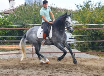 PRE, Yegua, 5 años, 161 cm, Tordo