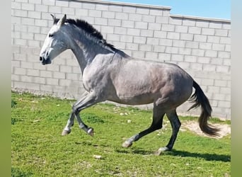PRE Mestizo, Yegua, 5 años, 162 cm
