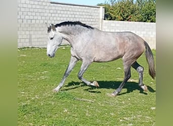 PRE Mestizo, Yegua, 5 años, 162 cm