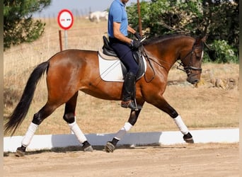 PRE Mestizo, Yegua, 5 años, 162 cm, Castaño