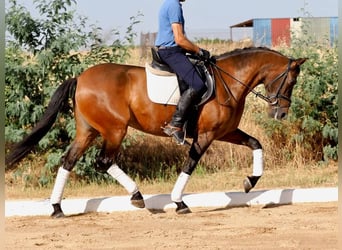 PRE Mestizo, Yegua, 5 años, 162 cm, Castaño