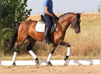 PRE Mestizo, Yegua, 5 años, 162 cm, Castaño