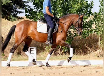 PRE Mestizo, Yegua, 5 años, 162 cm, Castaño