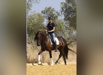 PRE, Yegua, 5 años, 162 cm, Negro