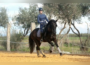 PRE, Yegua, 5 años, 162 cm, Negro