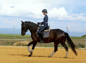 PRE, Yegua, 5 años, 162 cm, Negro
