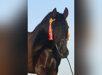 PRE, Yegua, 5 años, 162 cm, Negro