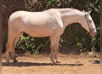 PRE Mestizo, Yegua, 5 años, 162 cm, Perlino