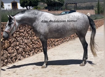 PRE Mestizo, Yegua, 5 años, 162 cm, Tordo