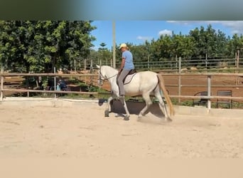 PRE Mestizo, Yegua, 5 años, 162 cm, Tordo