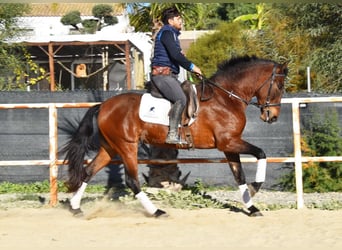 PRE, Yegua, 5 años, 163 cm, Castaño