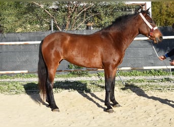 PRE, Yegua, 5 años, 163 cm, Castaño