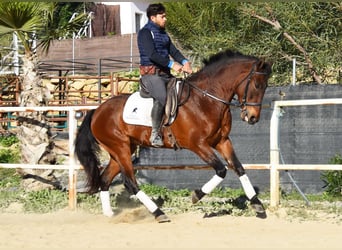 PRE, Yegua, 5 años, 163 cm, Castaño