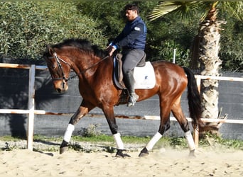 PRE, Yegua, 5 años, 163 cm, Castaño