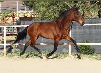 PRE, Yegua, 5 años, 163 cm, Castaño