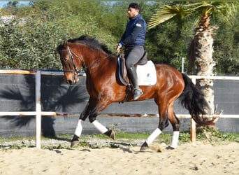 PRE, Yegua, 5 años, 163 cm, Castaño