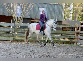 PRE Mestizo, Yegua, 5 años, 163 cm, Tordo