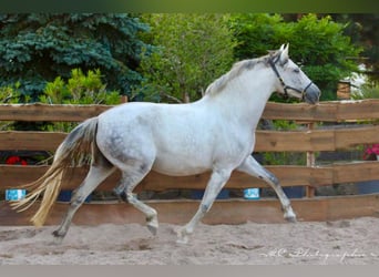 PRE Mestizo, Yegua, 5 años, 163 cm, Tordo