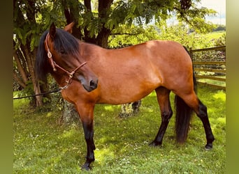PRE Mestizo, Yegua, 5 años, 163 cm