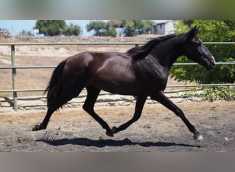 PRE Mestizo, Yegua, 5 años, 164 cm, Negro