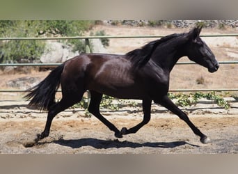 PRE Mestizo, Yegua, 5 años, 164 cm, Negro