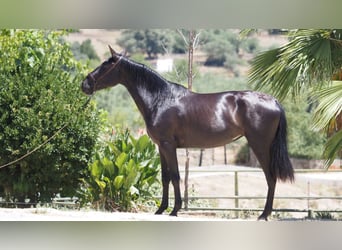 PRE Mestizo, Yegua, 5 años, 164 cm, Negro