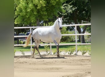 PRE Mestizo, Yegua, 5 años, 164 cm, Tordo