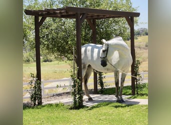 PRE Mestizo, Yegua, 5 años, 164 cm, Tordo