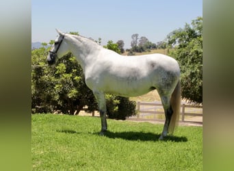 PRE Mestizo, Yegua, 5 años, 164 cm, Tordo