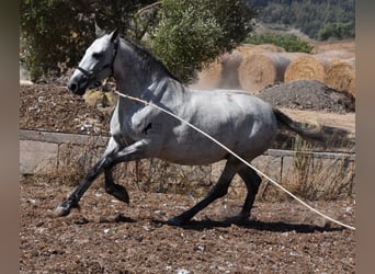 PRE, Yegua, 5 años, 164 cm, Tordo