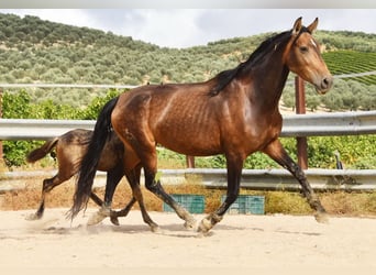 PRE, Yegua, 5 años, 165 cm, Bayo