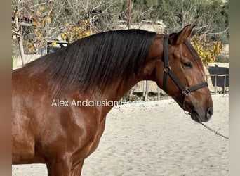 PRE Mestizo, Yegua, 5 años, 165 cm, Castaño