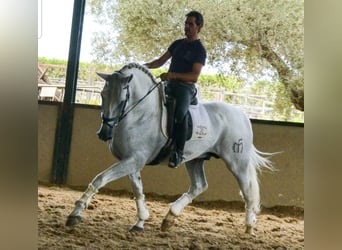 PRE, Yegua, 5 años, 165 cm, Castaño