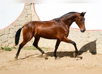 PRE, Yegua, 5 años, 165 cm, Castaño