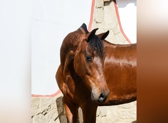 PRE, Yegua, 5 años, 165 cm, Castaño