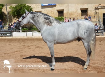 PRE, Yegua, 5 años, 165 cm, Castaño