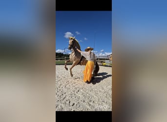 PRE, Yegua, 5 años, 165 cm, Champán