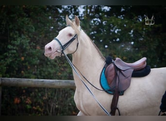 PRE, Yegua, 5 años, 165 cm, Cremello