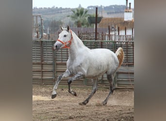 PRE, Yegua, 5 años, 165 cm, Tordo