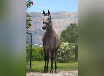 PRE, Yegua, 5 años, 165 cm, Tordo