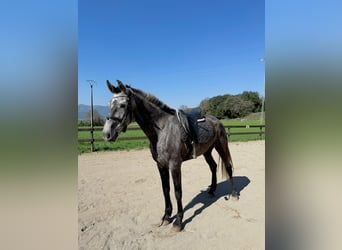 PRE Mestizo, Yegua, 5 años, 165 cm, Tordo
