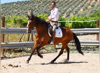 PRE, Yegua, 5 años, 166 cm