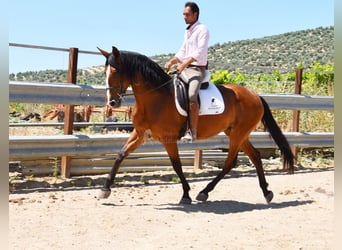 PRE, Yegua, 5 años, 166 cm