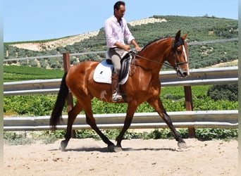 PRE, Yegua, 5 años, 166 cm