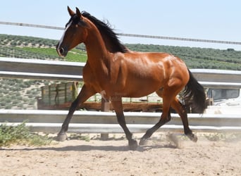 PRE, Yegua, 5 años, 166 cm