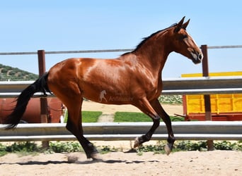 PRE, Yegua, 5 años, 166 cm