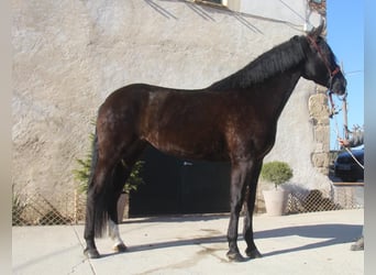 PRE Mestizo, Yegua, 5 años, 166 cm, Castaño oscuro