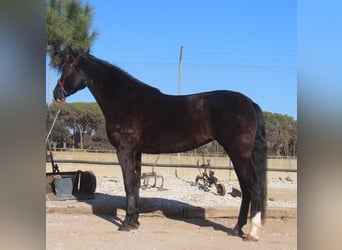 PRE Mestizo, Yegua, 5 años, 166 cm, Castaño oscuro