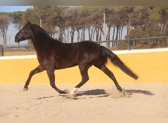 PRE Mestizo, Yegua, 5 años, 166 cm, Castaño oscuro