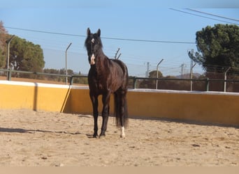 PRE Mestizo, Yegua, 5 años, 166 cm, Castaño oscuro